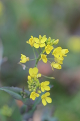 ２０１９春探し（菜の花）①