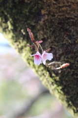 寒桜その４
