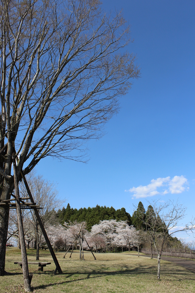 くまそ広場の桜②