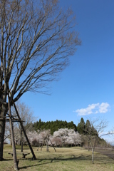 くまそ広場の桜②