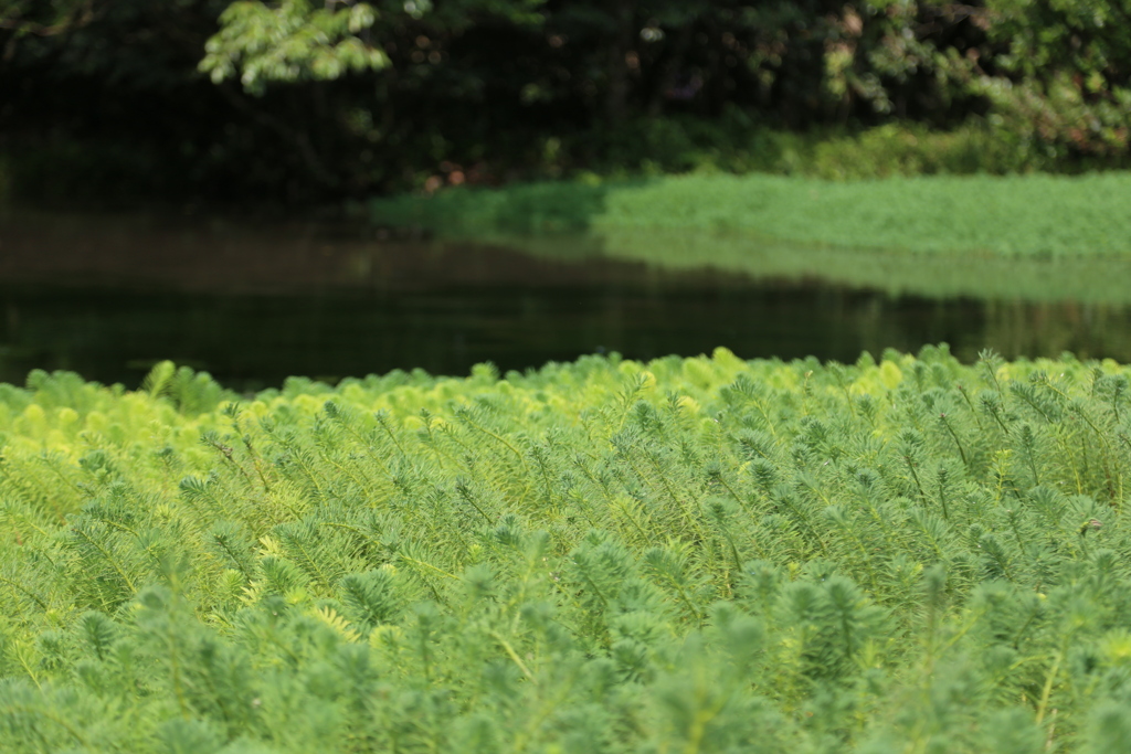 高下谷公園②