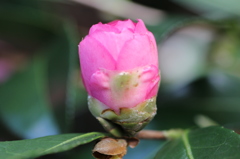 山茶花③