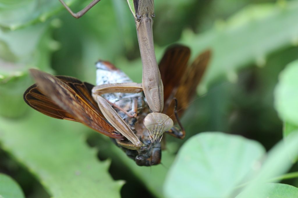 カマキリの心の声（閲覧注意！！）