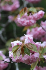八重桜その３