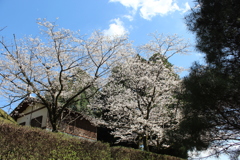 歴史資料館の桜③