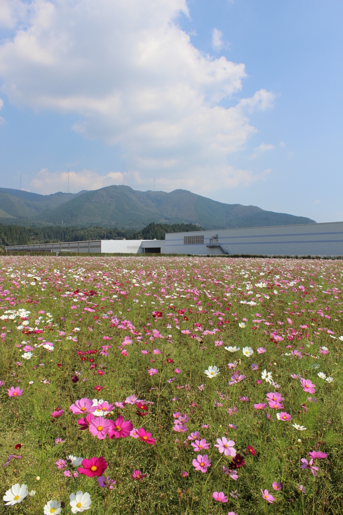 コスモス畑 in グリーンパークえびの④