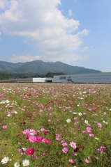 コスモス畑 in グリーンパークえびの④
