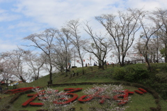 ２０１６桜を求めて（垂水公園）⑤