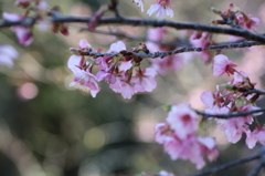 人生初撮り河津桜②