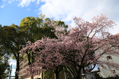 ２０２０寒桜