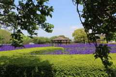 あやめ庭園