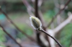 芽吹いて筆になりけり①