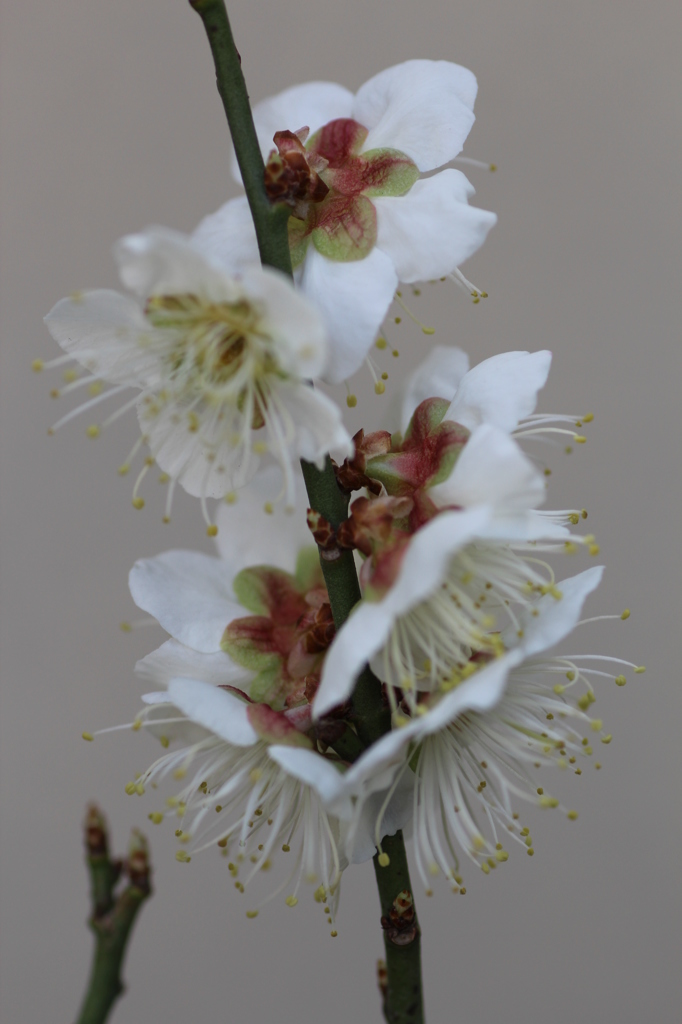 鉢植えの白梅その１