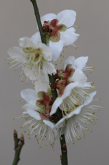 鉢植えの白梅その１