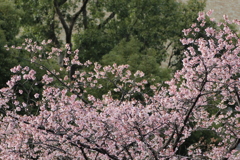２０１８寒桜⑤