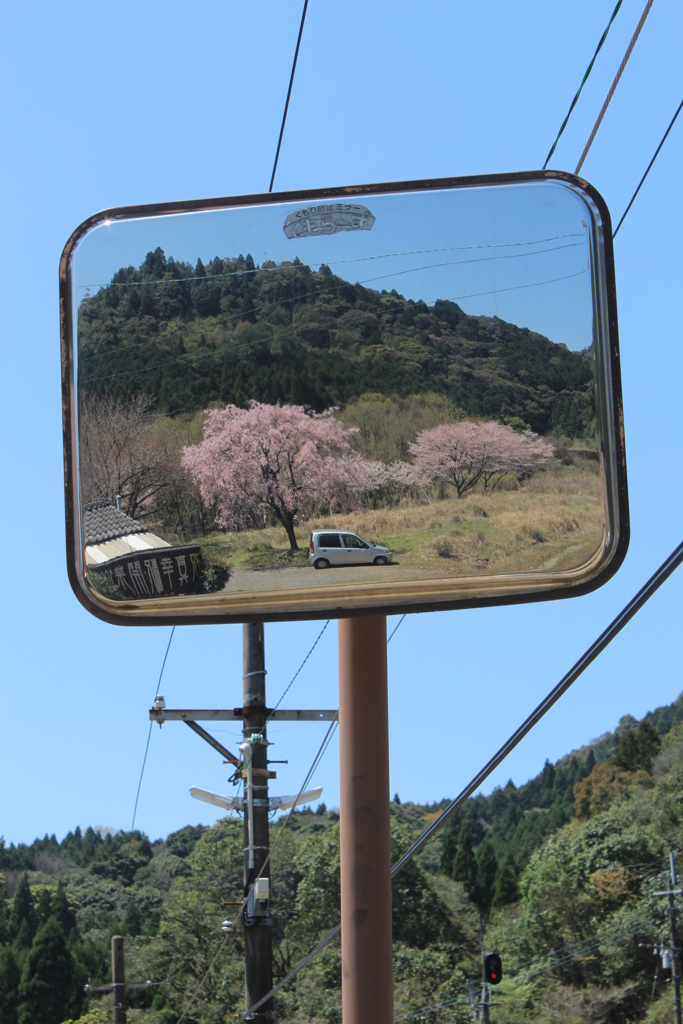 枝垂桜⑤