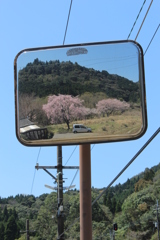 枝垂桜⑤
