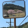 枝垂桜⑤