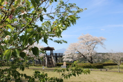 桜見て、霧島で１杯②