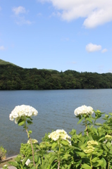 早々に白アジサイ①