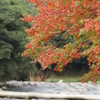 紅葉を求めて（関之尾の滝）⑥