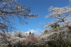 母智丘の桜②