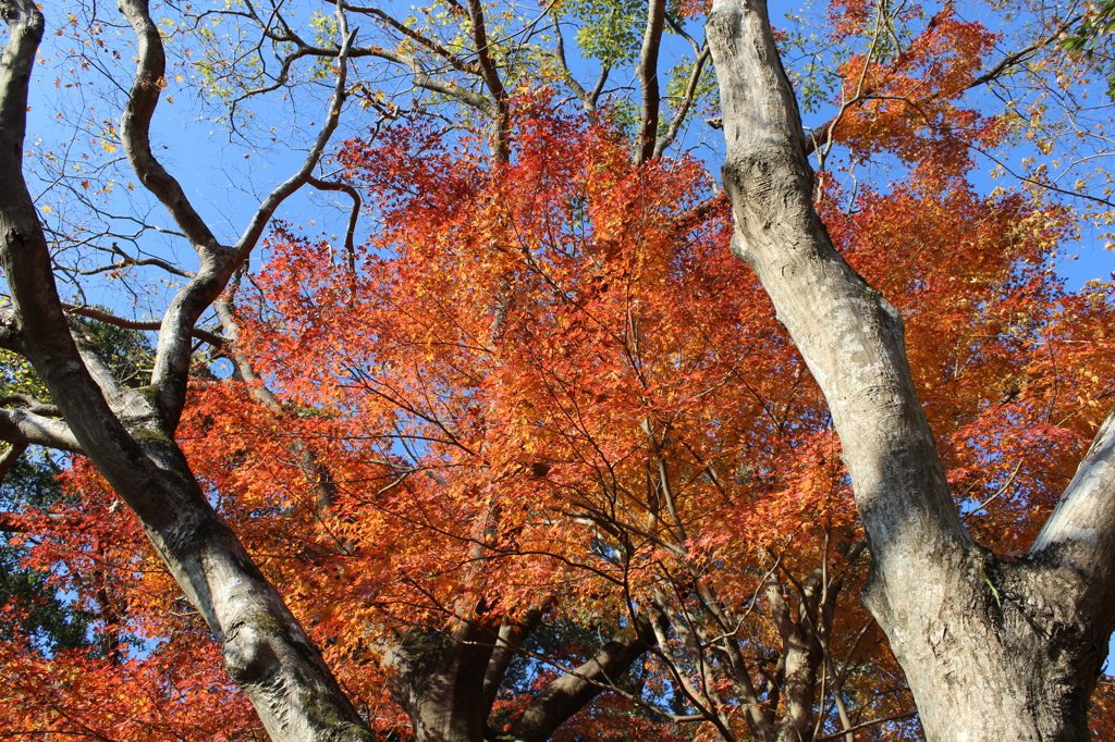 石山観音池の紅葉④