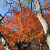 石山観音池の紅葉④