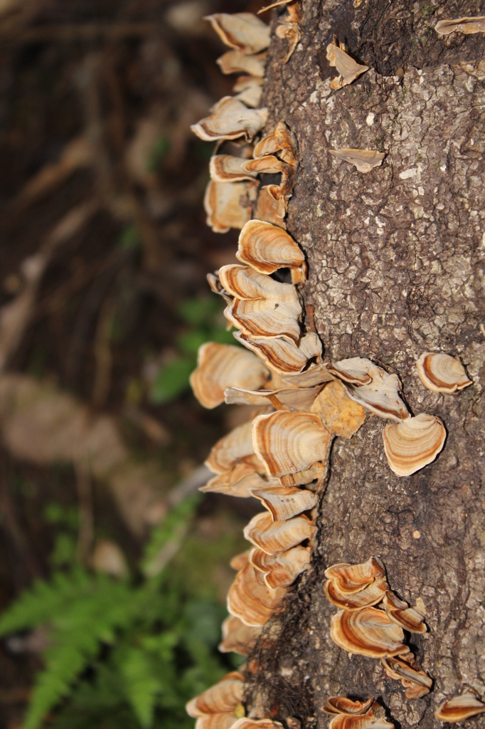 チョウみたいなキノコ