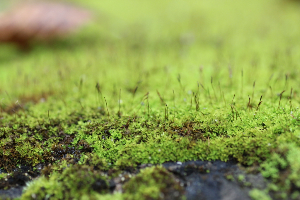 苔のシンフォニー