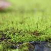 苔のシンフォニー