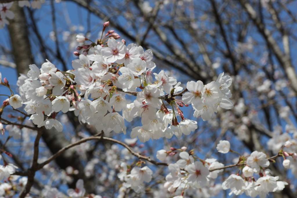 ふんわりと・・・桜②