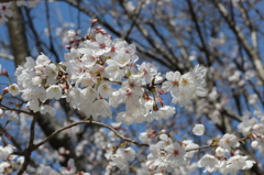 ふんわりと・・・桜②