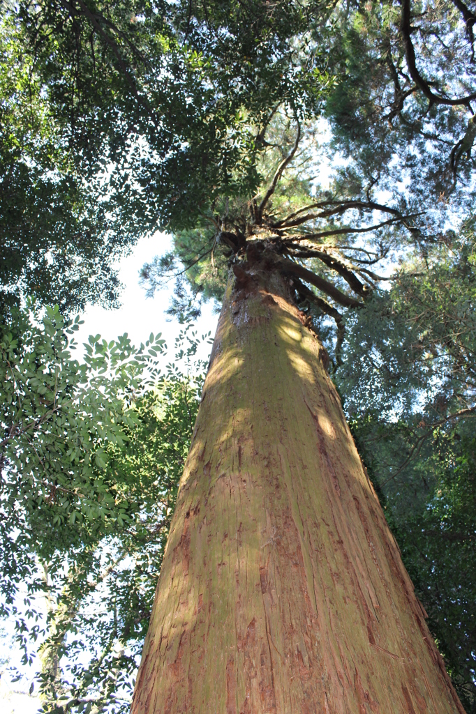 巨大なスギ（明）