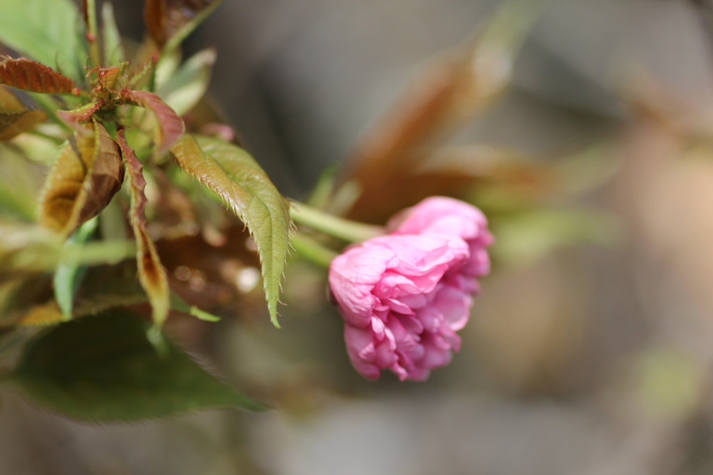 ２０１７八重桜①