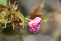 ２０１７八重桜①
