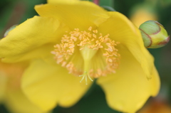 キンシバイその４