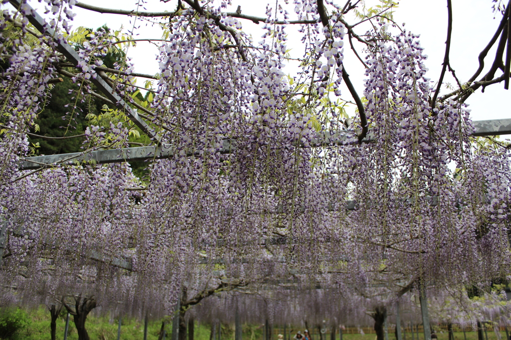 藤の花（紫バージョン）その２
