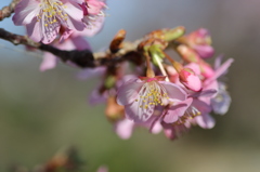 人生初撮り河津桜④