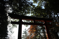 紅の葉を求めて③