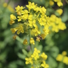 春の陽光（菜の花とミツバチ）