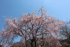 枝垂桜②