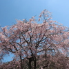 枝垂桜②