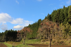 陽の中の柿の木