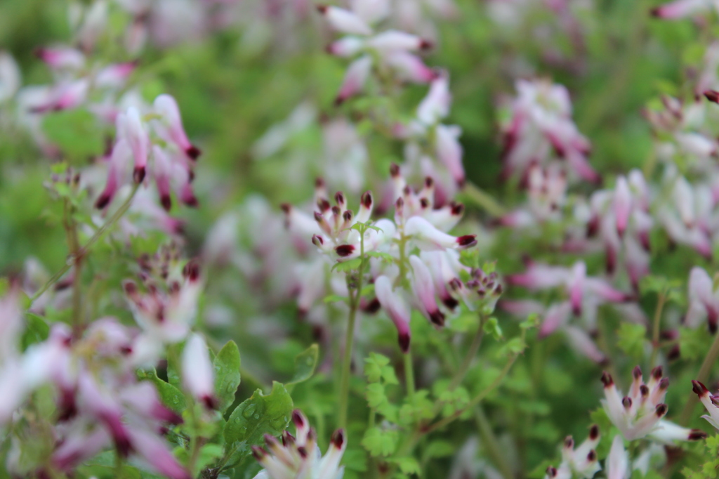 ムラサキケマン