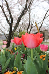 チューリップその１