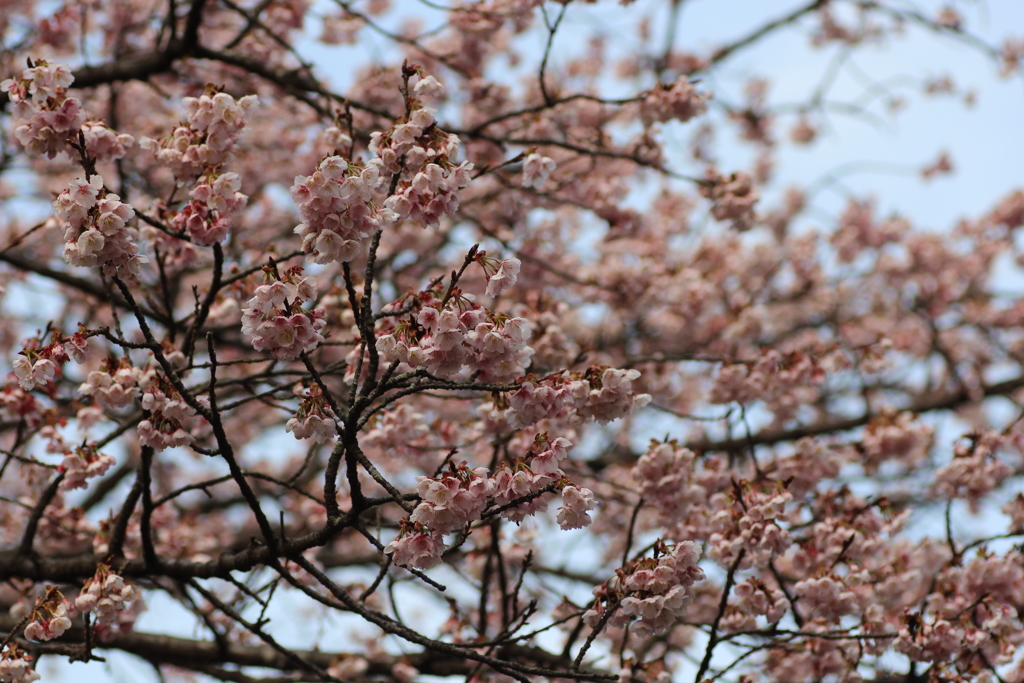 ２０１８寒桜③