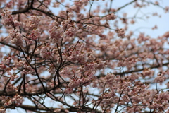 ２０１８寒桜③