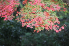 ２０１６紅葉を求めて（関之尾の滝周辺）⑤