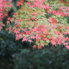 ２０１６紅葉を求めて（関之尾の滝周辺）⑤